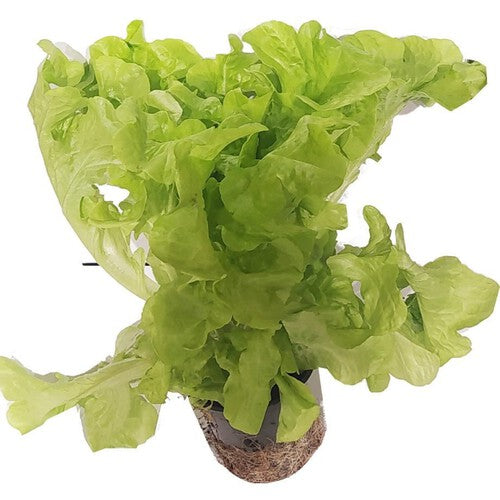 Sałata dębolistna zielona Warzywa Auchan sztuka