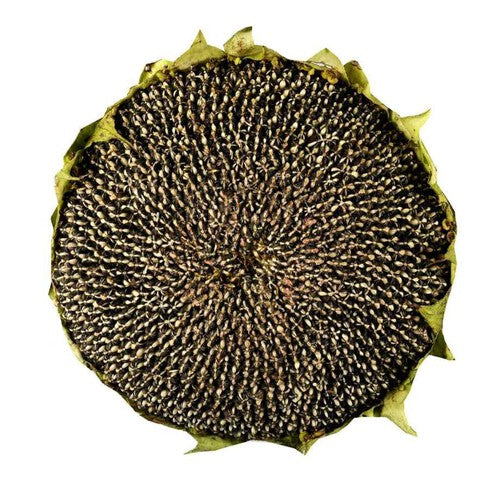 Słonecznik Warzywa Auchan sztuka